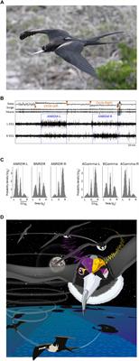 Local Aspects of Avian Non-REM and REM Sleep